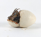 Blue-scaled quail chick pushing from inside egg
