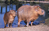 Adult and junior capybara