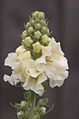 Verbascum x hybridum 'Snow Maiden'