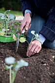 Cabbage (Brassica oleracea) plants