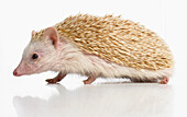 Four-toed hedgehog