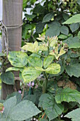 Blackberry plant with nitrogen deficiency