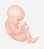 16 week foetus, illustration