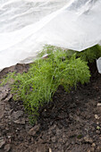 Florence fennel 'Victoria' protected by garden fleece