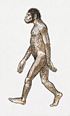 Australopithecus afarensis, illustration