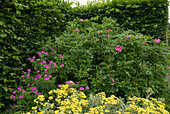 Rose (Rosa rugosa) and daisy bush (Brachyglottis sp.)