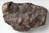 Astarte clam fossils in limestone