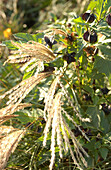 Miscanthus sinensis 'Silberspinne' grass