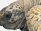 Head of Aldabra giant tortoise