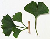 Maidenhair tree (Ginkgo biloba) leaves