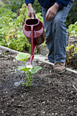 Watering a winter squash using a watering can