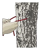 How to tie a Siberian hitch knot, illustration
