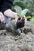 Planting out cabbage (Brassica oleracea 'Derby Day')