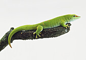 Madagascan day gecko