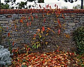 Persimmon tree (Diospyros sp.) trained against a wall