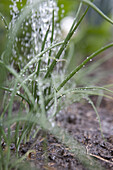 Watering spring onion (Allium 'White Lisbon') seedlings