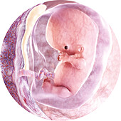 Embryo in the womb at 9 weeks, illustration