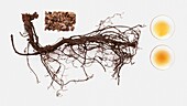 Black cohosh (Cimicifuga racemosa) root