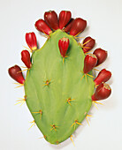 Fruit of the prickly pear (Opuntia maxima)