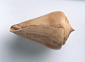 Cone shell