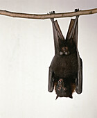 Male Borneo fruit bat