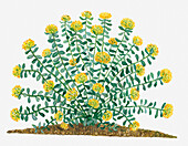 Golden root (Rhodiola rosea), illustration