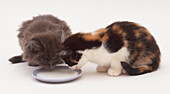 Kittens lapping milk from a shallow dish together