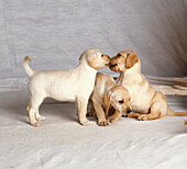 Three golden labrador puppies playing