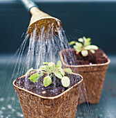 Watering seedling in pot