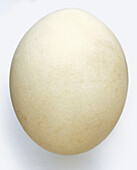 Large white ostrich egg