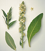 White mullein (Verbascum lychnitis)