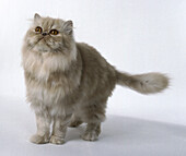 Cream Persian longhaired cat