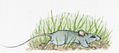 Small mouse walking on the ground with grass, illustration