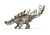 Kentrosaurus dinosaur, illustration