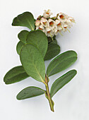 Lingonberry (Vacinnium vitis-idaea)