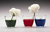 Glasses with coloured liquids containing carnations