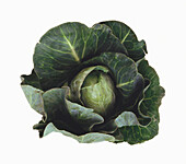 Dark green loose-leaf lettuce (Latuca sativa)