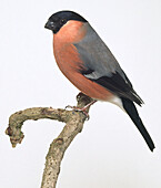 Male captive bullfinch perching on a narrow branch