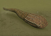 Astraspis prehistoric fish, illustration