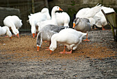 Western greylag geese and Embden geese feeding