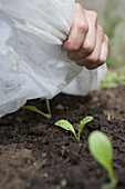 Lettuce (Lactuca sativa 'Tom Thumb') seedlings