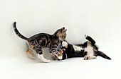 Two young kittens play fighting