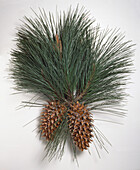 Big-cone pine (Pinus coulteri) shoots