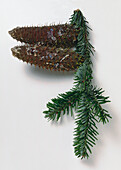 European silver fir (Abies alba) branch