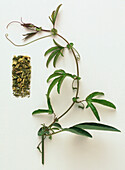 Dried fresh wild passion flower (Passiflora incarnata)