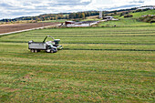 Alfalfa harvest, aerial photograph