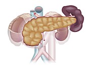 Pancreas and spleen, illustration