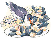 Eurasian oystercatcher eating, illustration