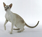 Lilac tortie tabby point Siamese cat