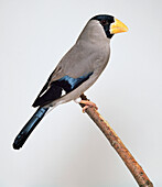 Japanese grosbeak